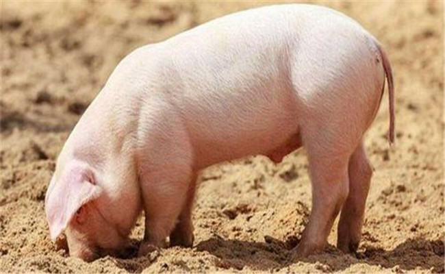 预防猪高热病如何消毒猪高热病消毒十大方法