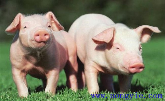 仔猪为什么经常会发生缺铁性贫血，如何治疗？