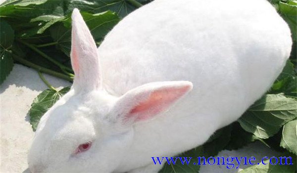 獭兔的换毛类型与规律 獭兔换毛的季节性特征