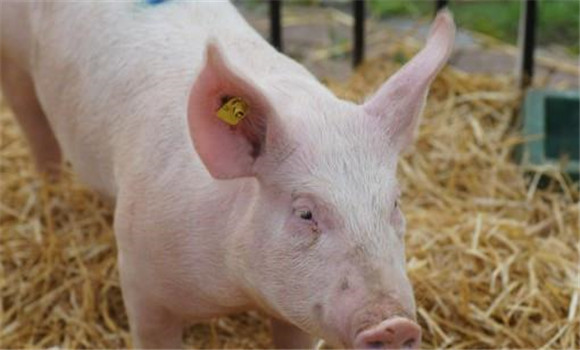 猪回肠炎的治疗方法