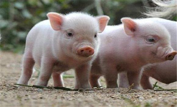 猪流感怎么预防