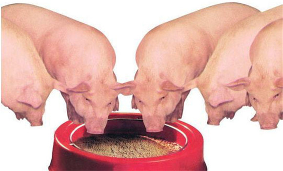 猪软骨症的治疗方法