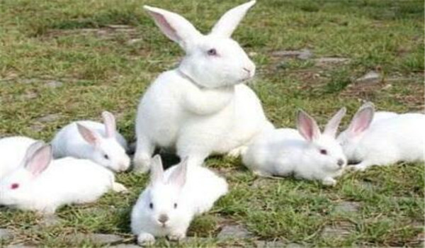 幼兔饲养管理中常见的四个问题及解决办法