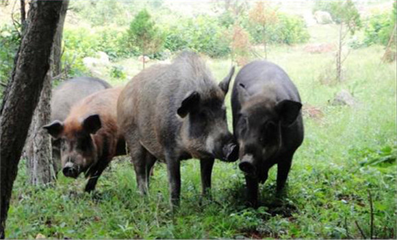 野野猪养殖前景怎么样 野猪养殖利润与成本分析