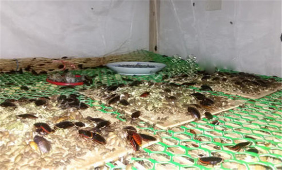 土鳖虫的养殖方法 幼虫饲养与温度、湿度管理等