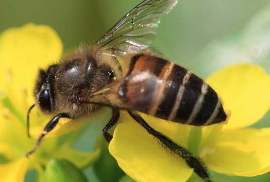 蜜蜂养殖的基本知识