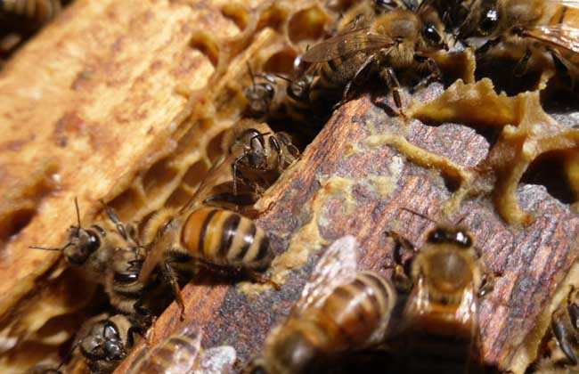 蜂产品有哪些种类，各有哪些用途？