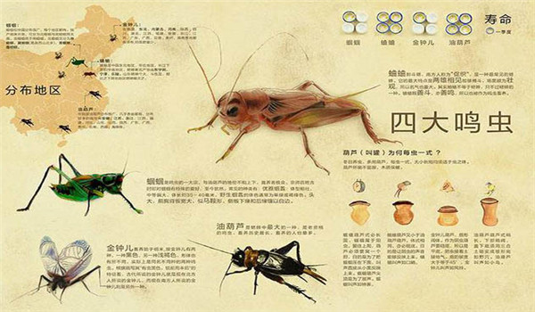 鸣虫有哪些种类 哪种鸣虫最好养？