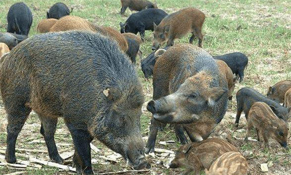 野猪最大能长到多少斤，野猪主要吃什么？