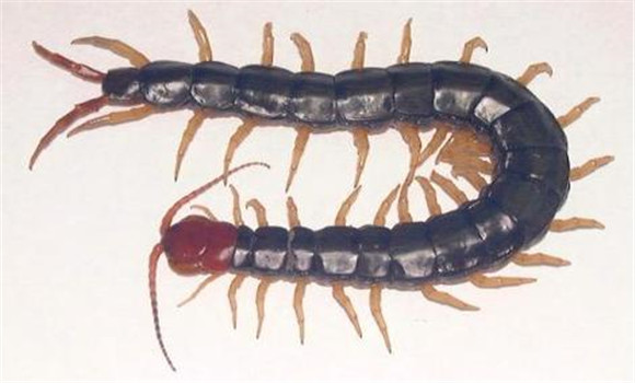蜈蚣养殖方法之病害防治技术