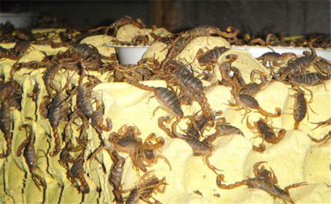 蝎子的活动规律 蝎子对光照、温度与湿度的要求