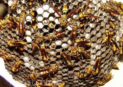 中华蜜蜂养殖中主要虫害的防治措施