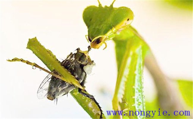 螳螂吃什么食物，怎样才能养好一只螳螂？