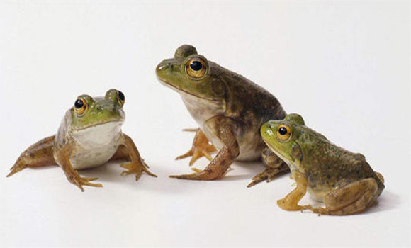 牛蛙饲料有哪些品种 如何做到科学投喂