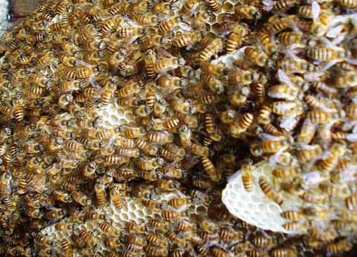 中蜂巢虫病的防治技术