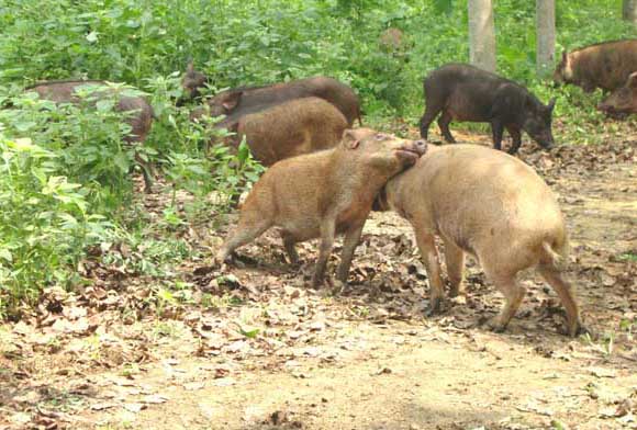 野猪养殖场绿化工作的重要性
