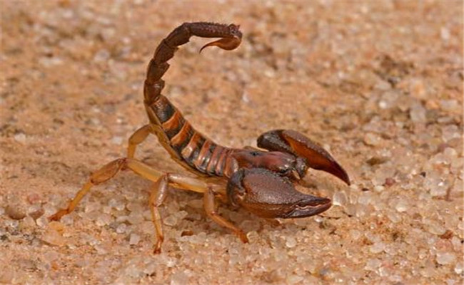 蝎子胎生还是卵生 蝎子一年繁殖几次多久能长大