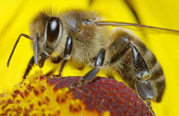 蜜蜂的群体生物学特性