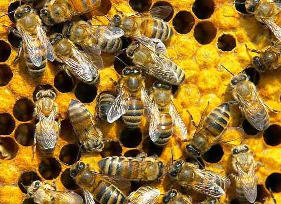 蜜蜂-有关蜜蜂的知识