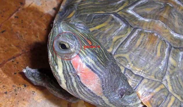 巴西龟白眼病怎么治