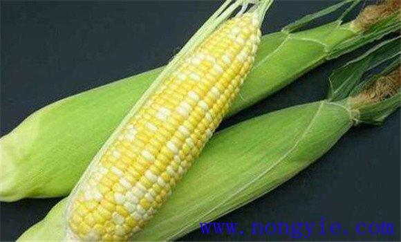 水果玉米和普通玉米有何区别 水果玉米种植技术