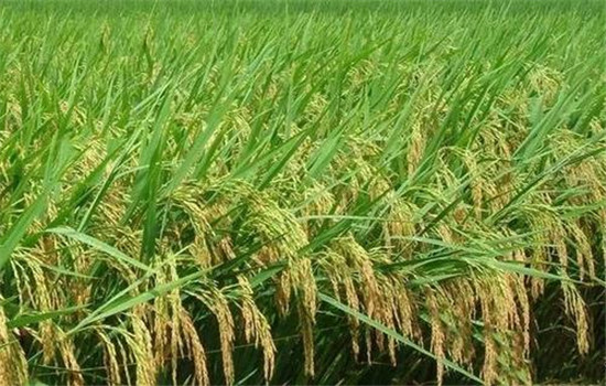 粳稻栽培技术要点主要有哪些?