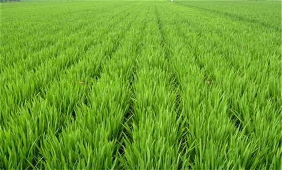 水稻旱育秧栽培的五个要点