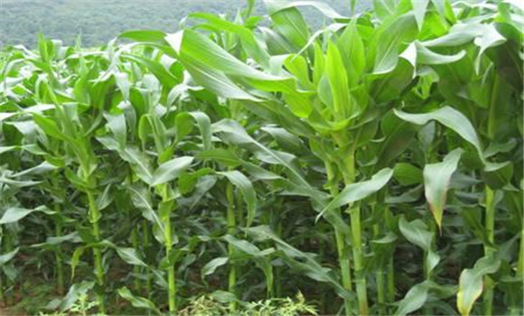 玉米穗期的施肥方法