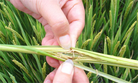 水稻二化螟防治药剂 水稻二化螟防治技术