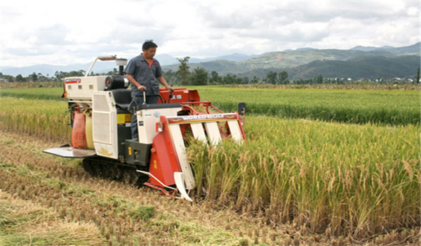 机械收割水稻有哪些好处?