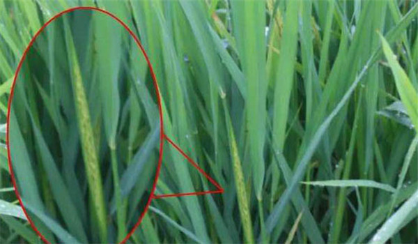 水稻幼穗分化与拔节关系是怎样的