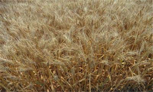什么是小麦干热风 干热风对小麦的危害有哪些