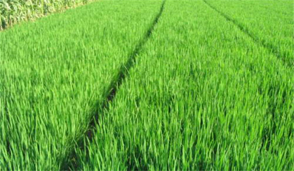直播稻的优缺点 直播在水稻生产上有什么价值