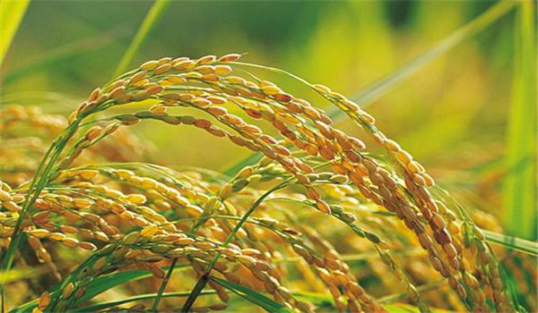 水稻合理密植要遵循哪些原则