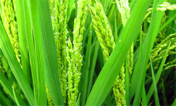 水稻扬花期有多少天 水稻扬花期的管理技术要点