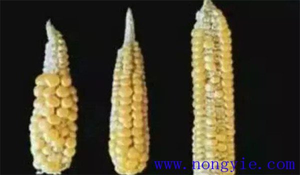 玉米缺硼症状有哪些 玉米缺硼的防治方法