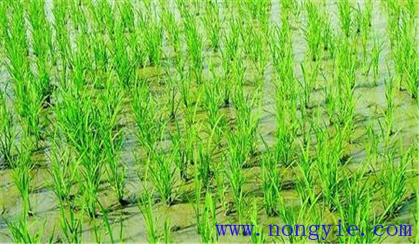水稻抛秧田用什么除草剂