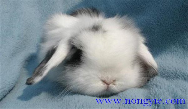 垂耳兔多少钱一只 垂耳兔的生活习性与特点