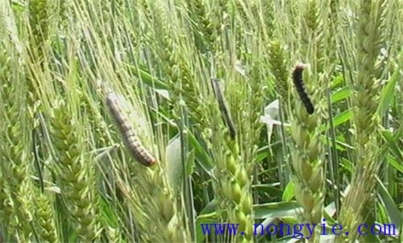 小麦病虫害有哪些 小麦病虫害防治技术要点