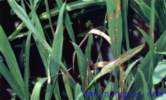 水稻稻瘟病的防治对策