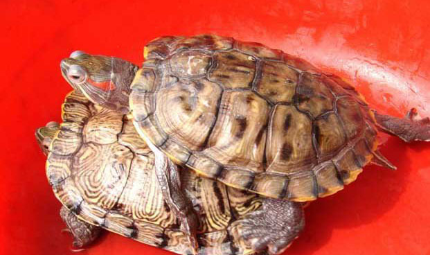 巴西龟多少钱一只