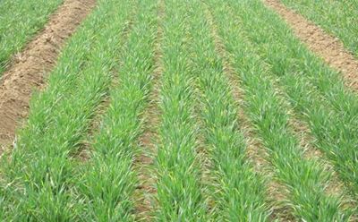 小麦冬前管理技术 怎样培育小麦冬前壮苗