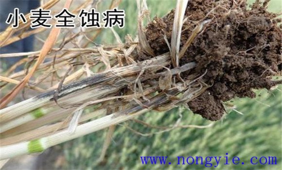 小麦全蚀病发病条件 小麦全蚀病的防治方法