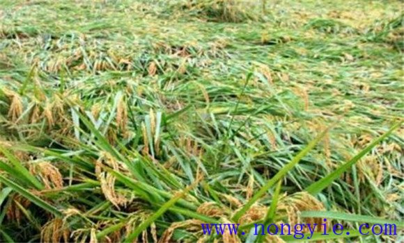 水稻倒伏的成因及防范措施