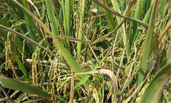 水稻螟害综合防治技术要点