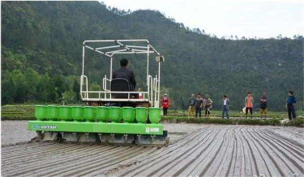 水稻直播种植技术为什么能高产