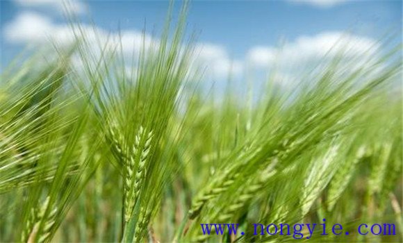 小麦的起源地在哪里 小麦的生长过程是怎样的