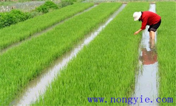 水稻湿润薄膜育秧高产栽培技术