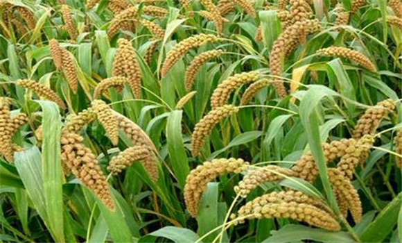 小米种植时间是何时 小米种植技术和方法、步骤