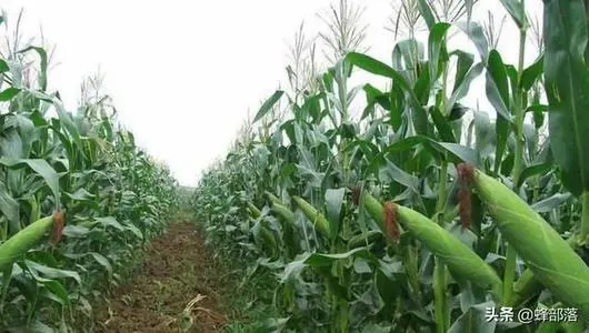 玉米如何高产 玉米高产栽培技术要点
